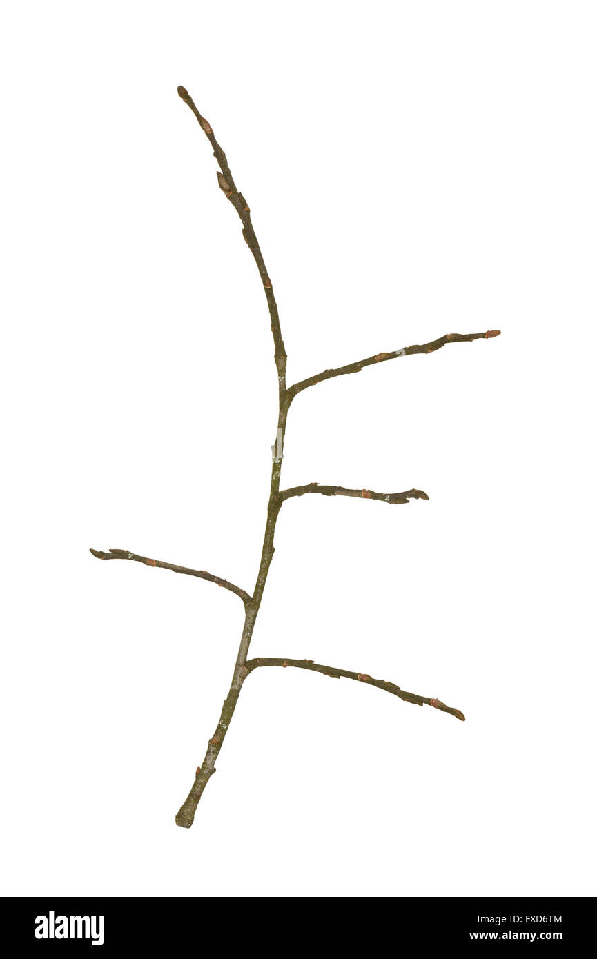 Grigio - Salice Salix cinerea - ramoscello d'inverno Foto Stock