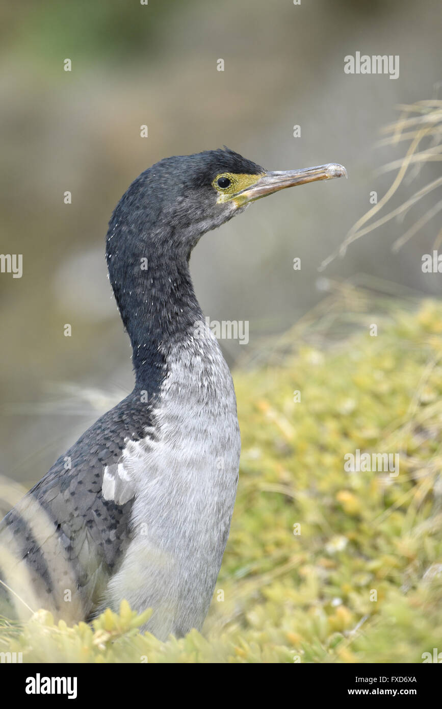 Pitt Isola Shag - Stictocarbo featherstoni Foto Stock