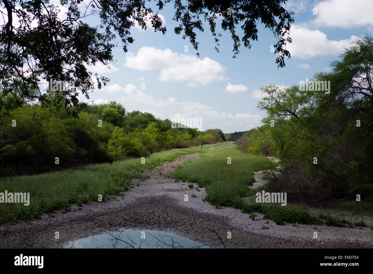 Resaca de La Palma del parco statale, in Brownsville, Texas. Il semi-foresta tropicale che consiste di ebano, Huisache, Retama e acacia. Foto Stock