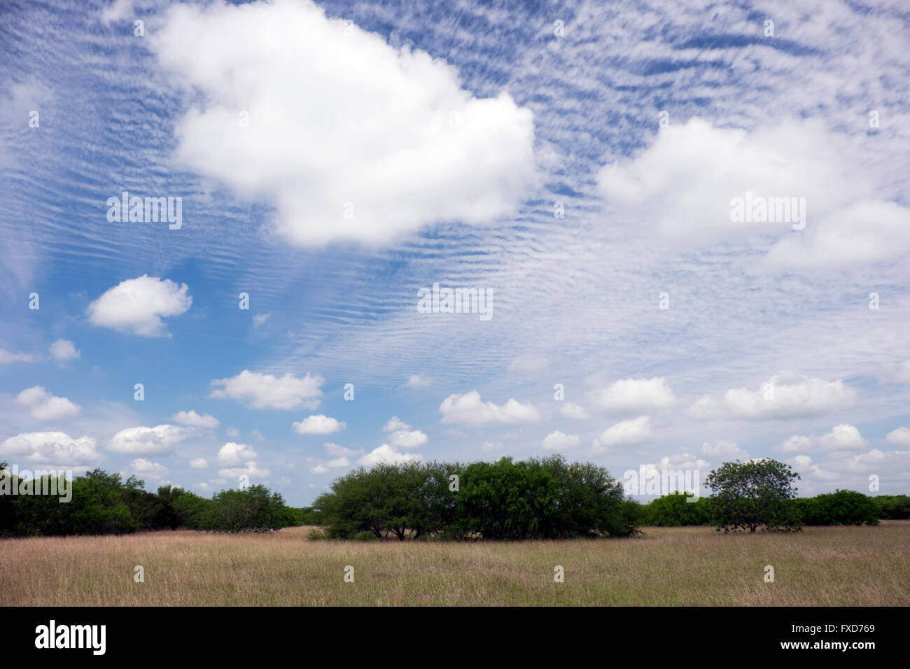 Un supporto di miele Mesquite alberi centrata sotto un vivido blu cielo con soffici nuvole bianche di overhead flottante. Foto Stock