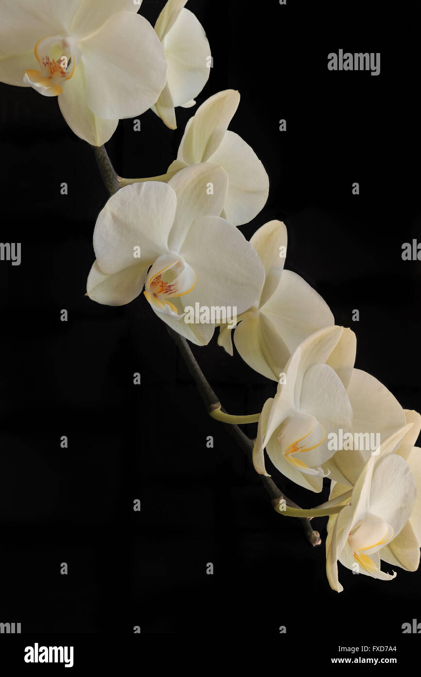 Crema di fiori colorati di un'orchidea con sfondo nero Foto Stock