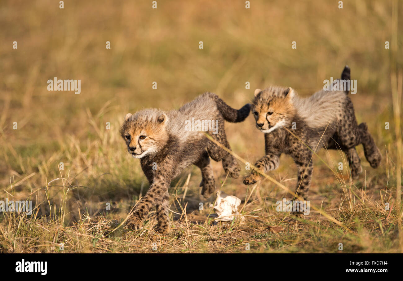 Cuccioli di ghepardo (Acinonyx jubatus) in esecuzione e la riproduzione in una prateria in Masai Mara, Kenya Foto Stock