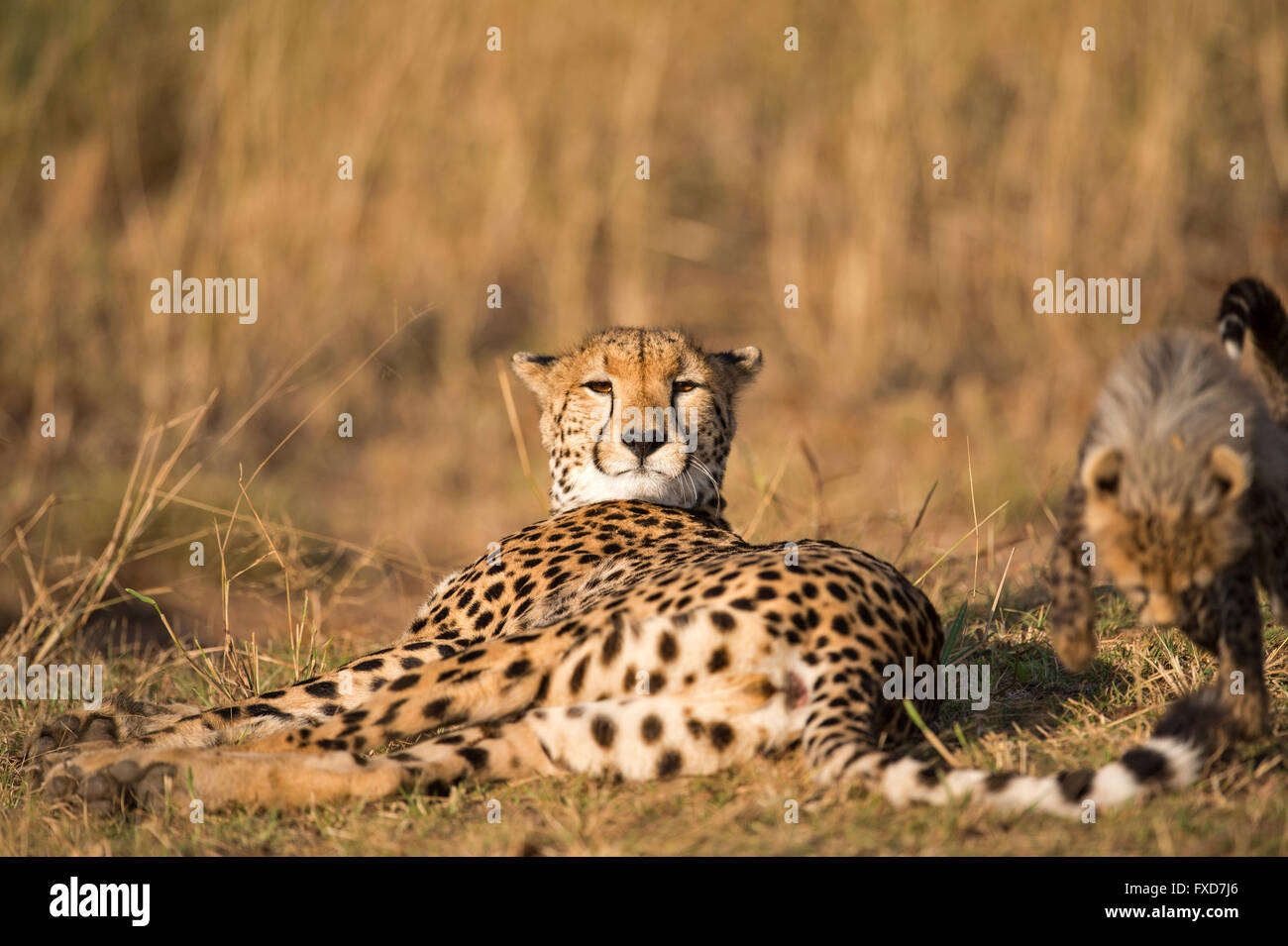 Cheetah madre e lupetti (Acinonyx jubatus) di appoggio in una prateria in Masai Mara, Kenya Foto Stock