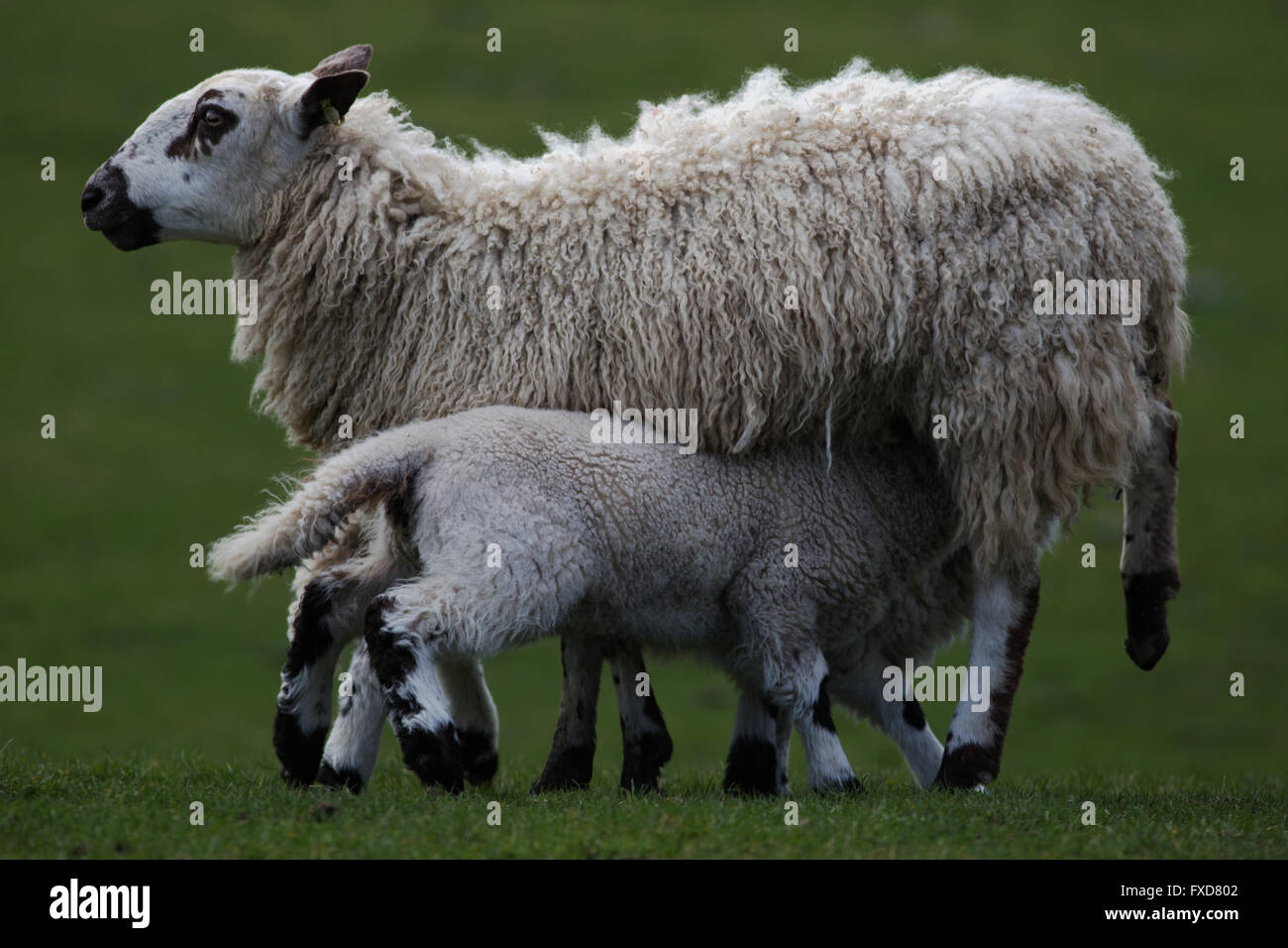 Un giovane agnello lattante da sua madre in un campo nello Shropshire in primavera Foto Stock