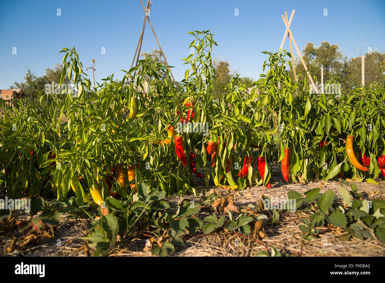 Frutti maturi di peperoncino che cresce in giardino Foto Stock