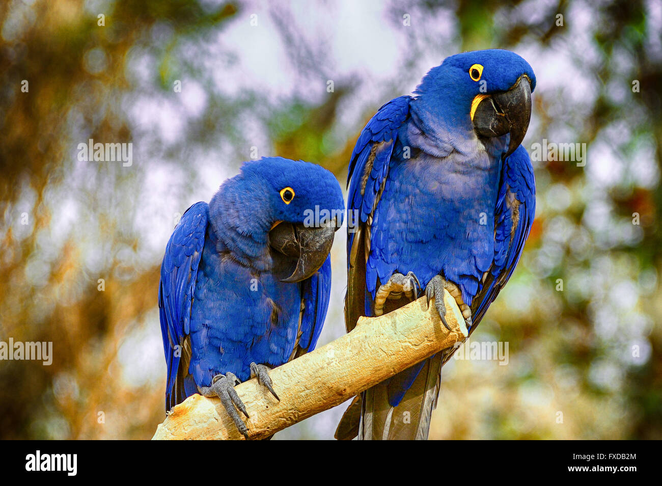 Coppia di ara giacinto Foto Stock