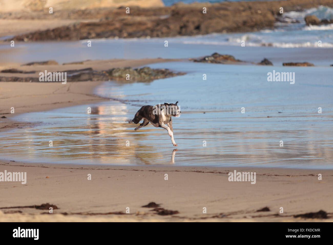 American Staffordshire terrier cane corre e si svolge lungo una spiaggia in Nuova Inghilterra, Cape Cod, Massachusetts. Foto Stock