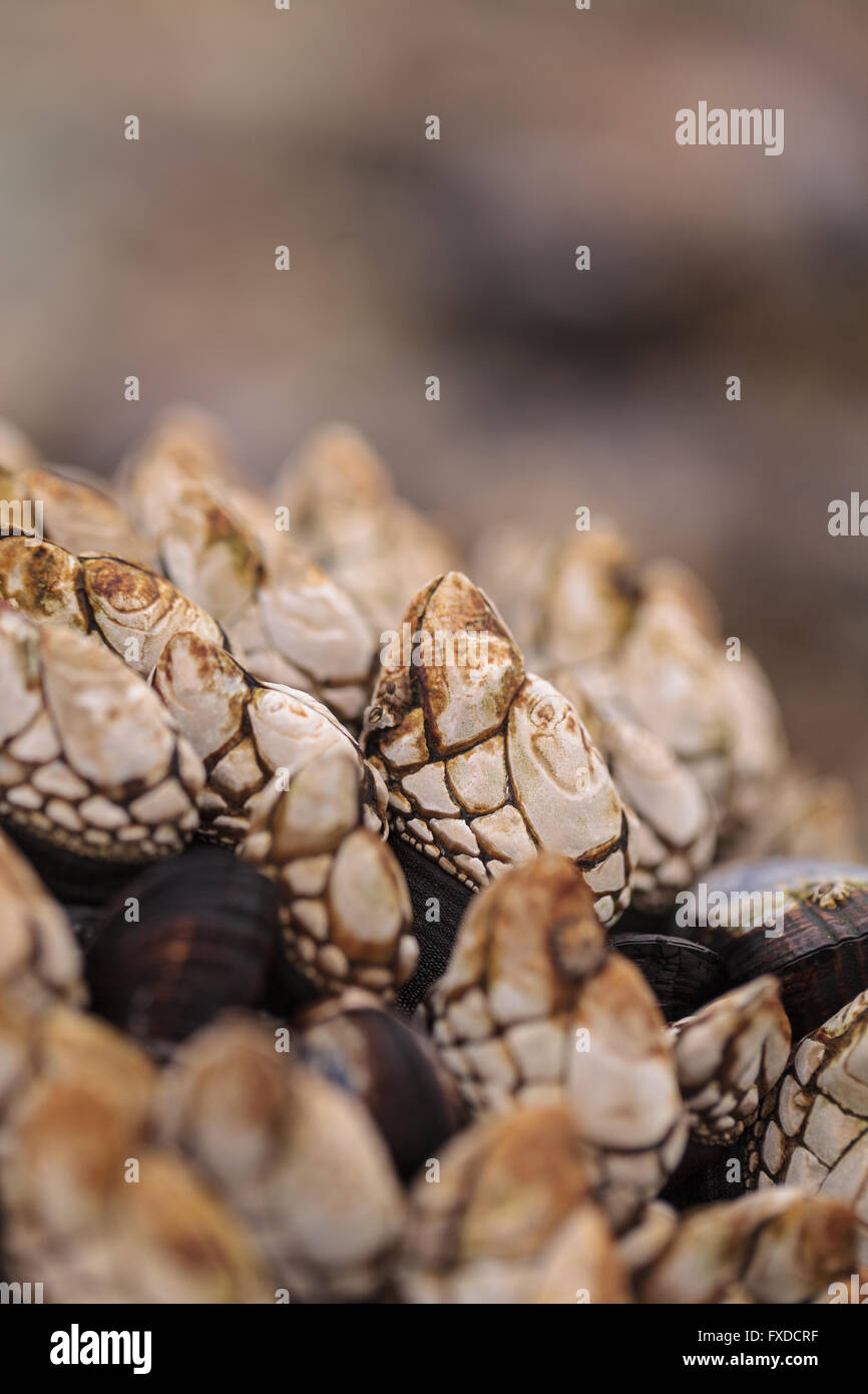 Collo d'oca barnacle Pollicipes cluster polymerus aggrapparsi a rocce con le cozze in una zona di marea in laguna Beach in California come il Foto Stock