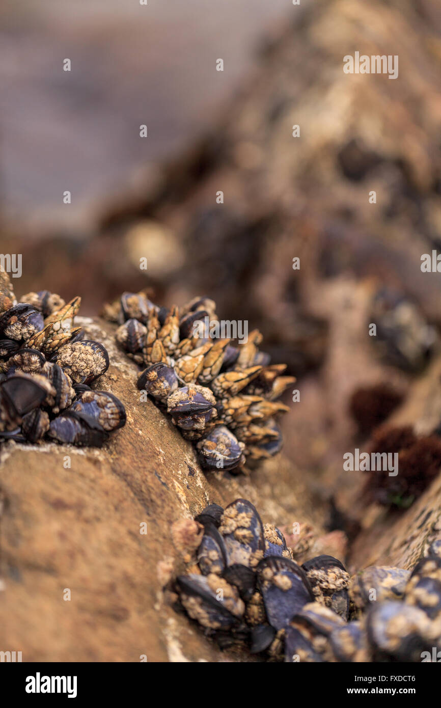 Collo d'oca barnacle Pollicipes cluster polymerus aggrapparsi a rocce con le cozze in una zona di marea in laguna Beach in California come il Foto Stock