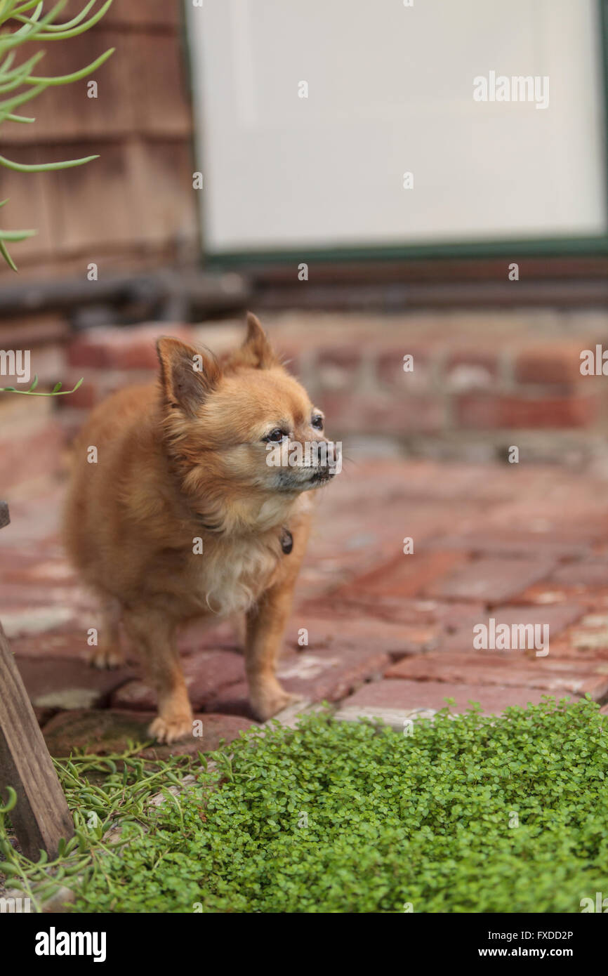 Pomerania e Chihuahua mix cane esplora il giardino in Laguna Beach in California. Foto Stock