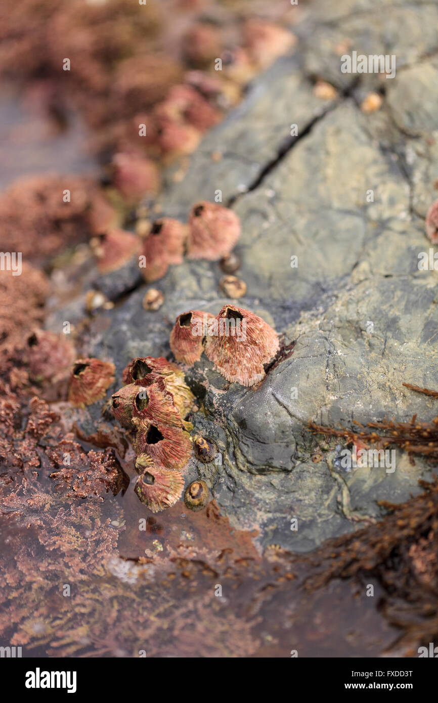 Rosa barnacle Tetraclita rubescens si aggrappa a una roccia nella zona intercotidale di Laguna Beach in California Foto Stock