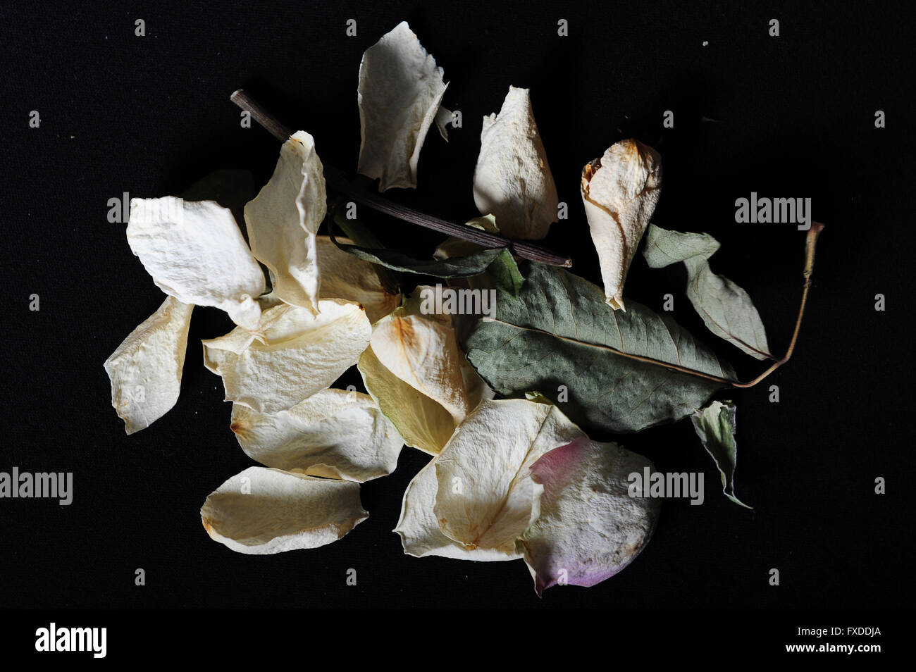 Sbiadita petali di rosa e foglie su sfondo nero. Foto Stock