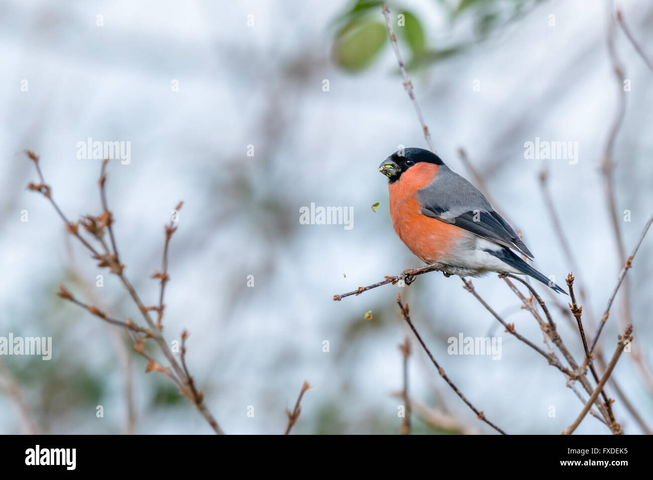 Bullfinches maschio sono un caratteristico giardino del Regno Unito le specie di uccelli. Questa è l'alimentazione sulle gemme di albero in inverno. Devon, Regno Unito, dicembre Foto Stock