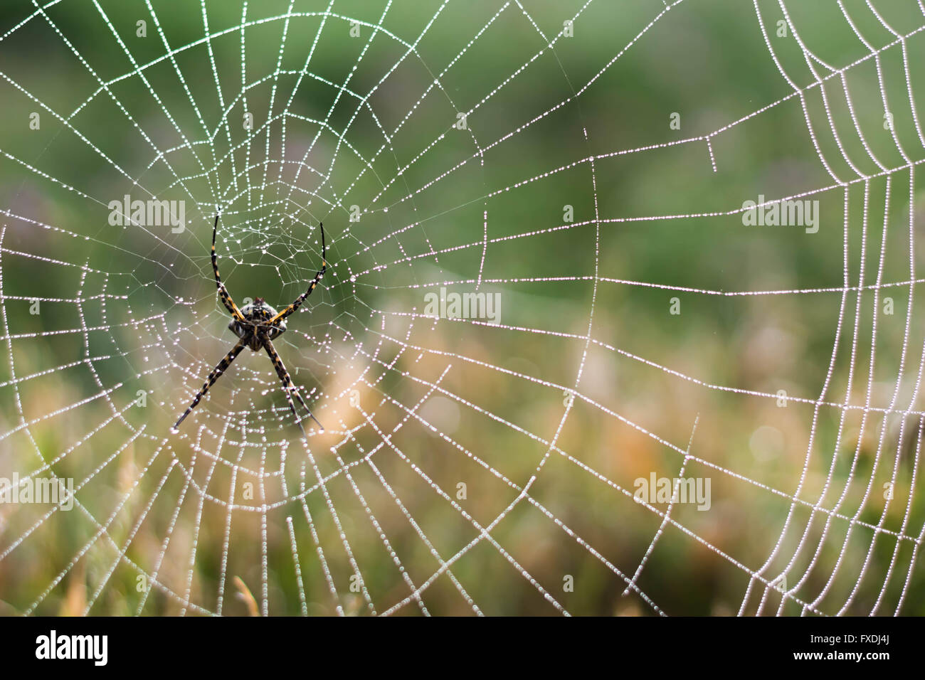 Foto di spider web e la mattina dopo la pioggia Foto Stock