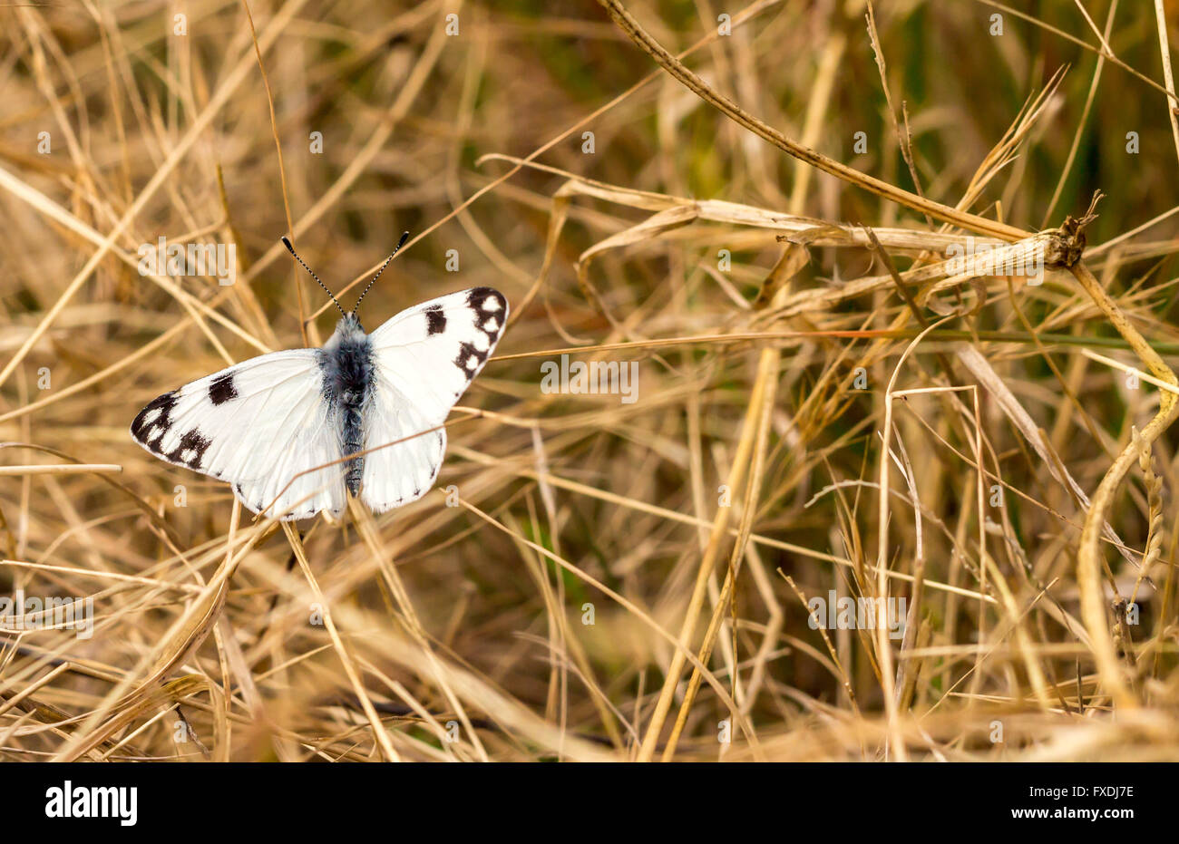 Profondità di campo ridotta colpo di farfalla bianca in erba secca prato Foto Stock