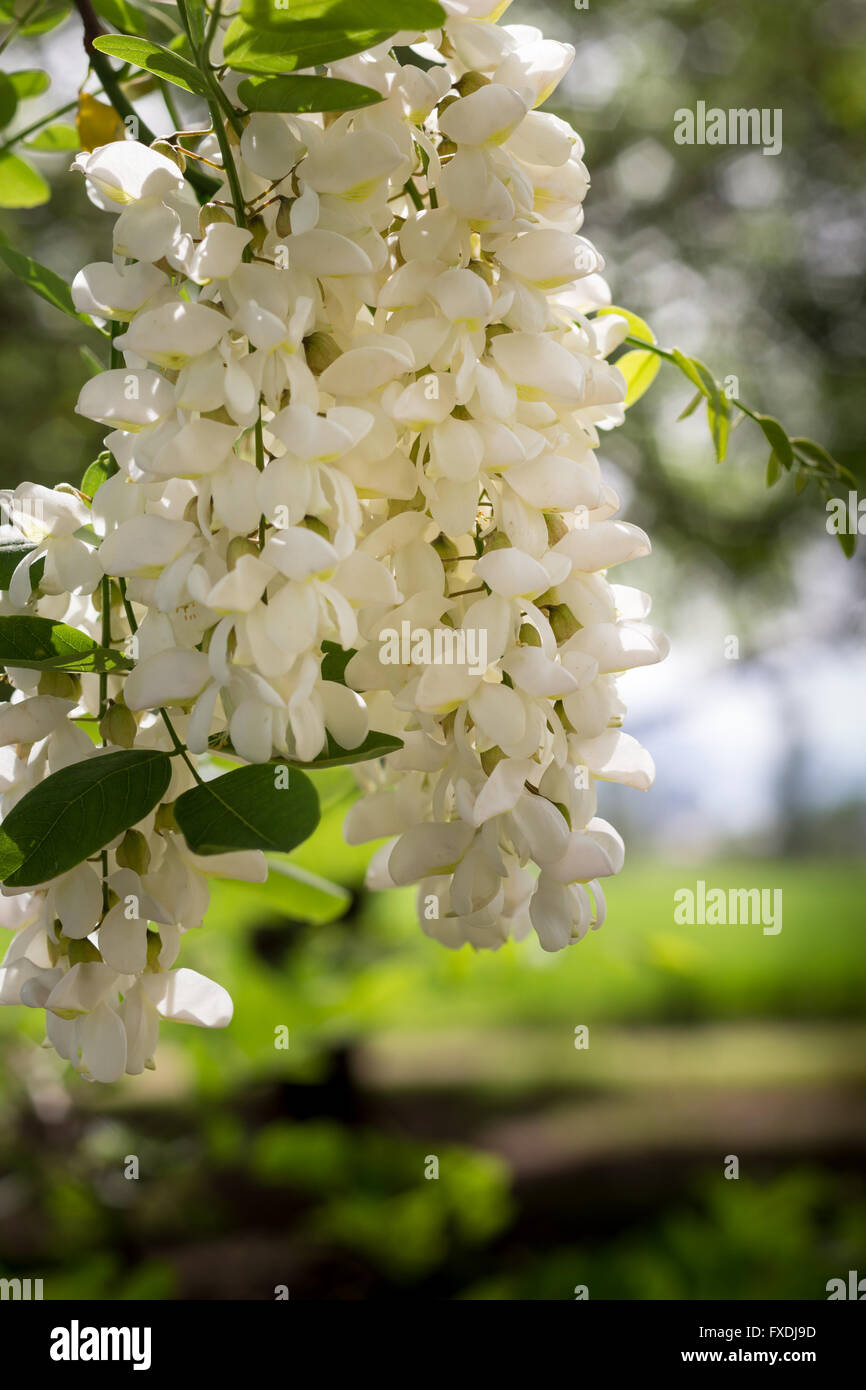 Il Glicine Bianco Fiori di albero da vicino Foto Stock