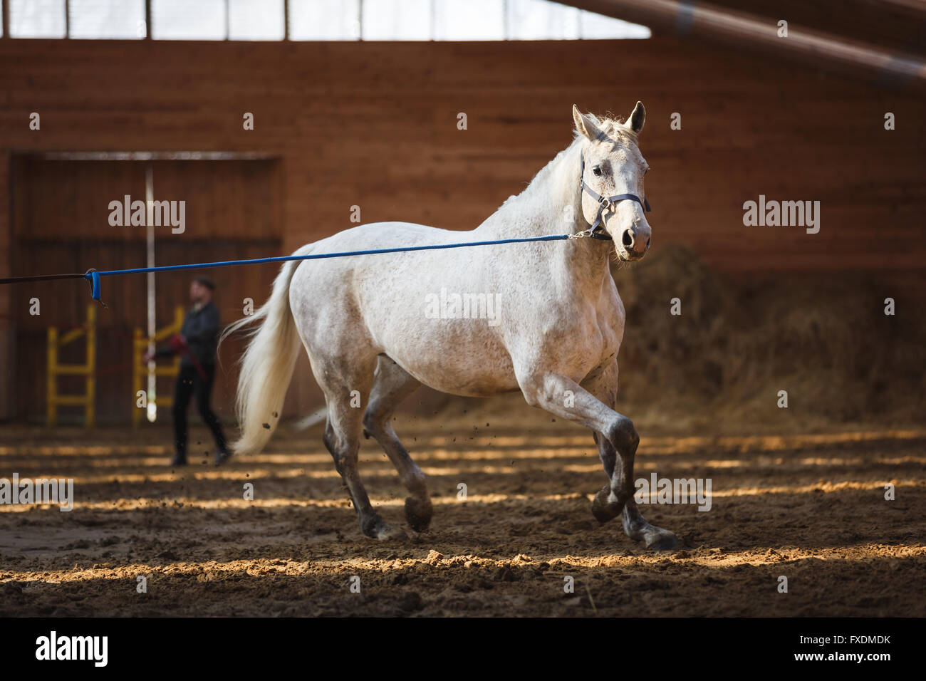 La formazione dello sport il cavallo in arena Foto Stock
