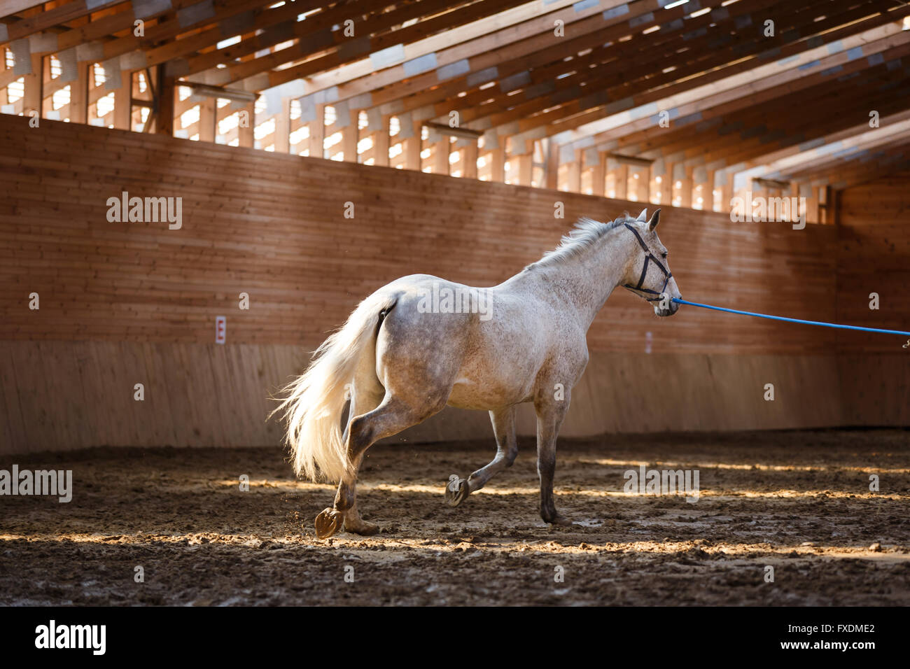 La formazione dello sport il cavallo in arena Foto Stock