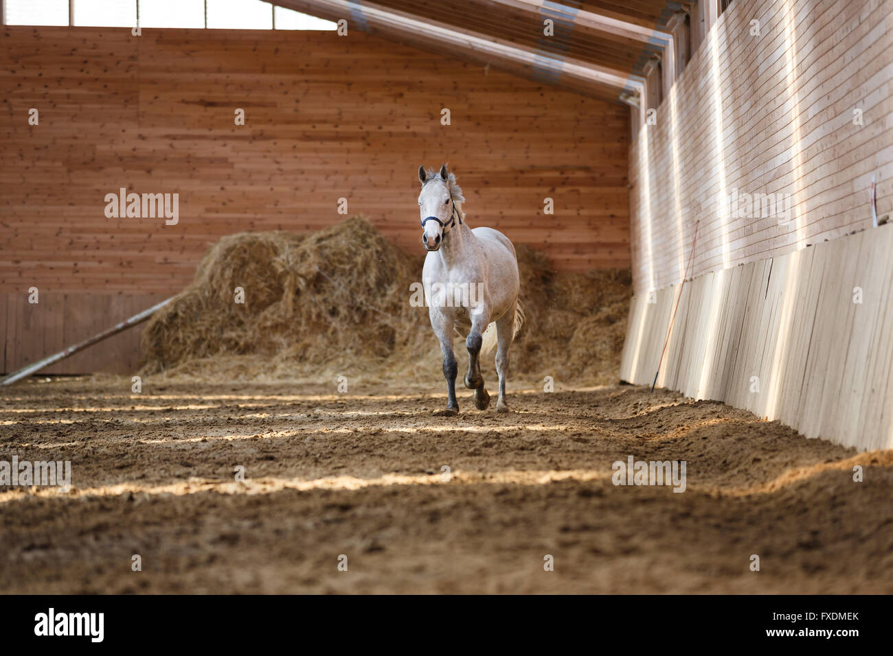 Il bianco sport horse running attorno all'arena Foto Stock