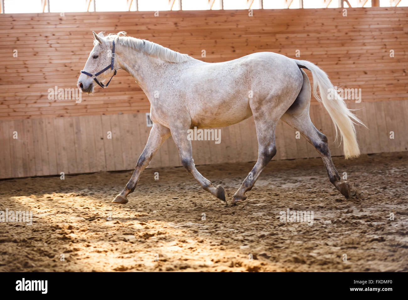 Il bianco sport horse running attorno all'arena Foto Stock