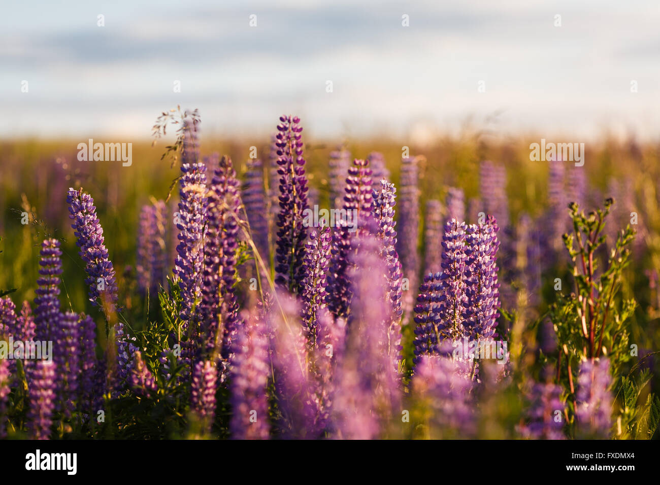 Bella viola fiore di lupino in estate Foto Stock