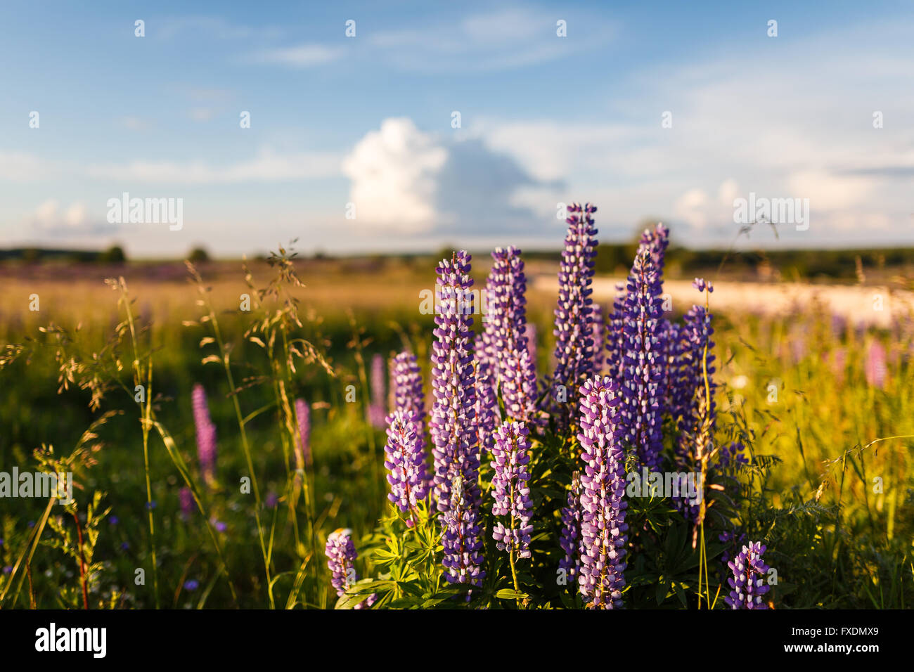 Bella viola fiore di lupino in estate Foto Stock