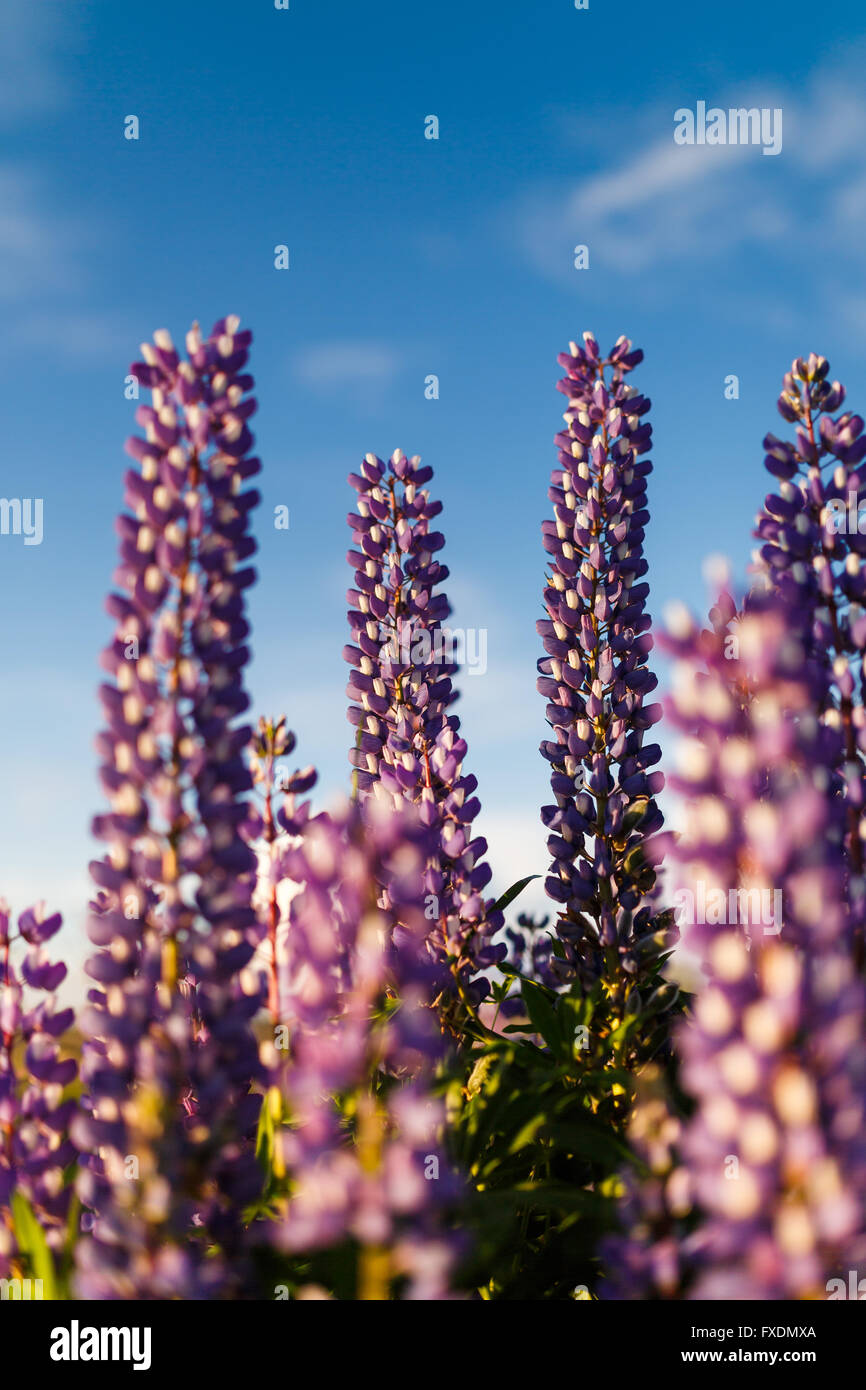 Bella viola fiore di lupino in estate Foto Stock