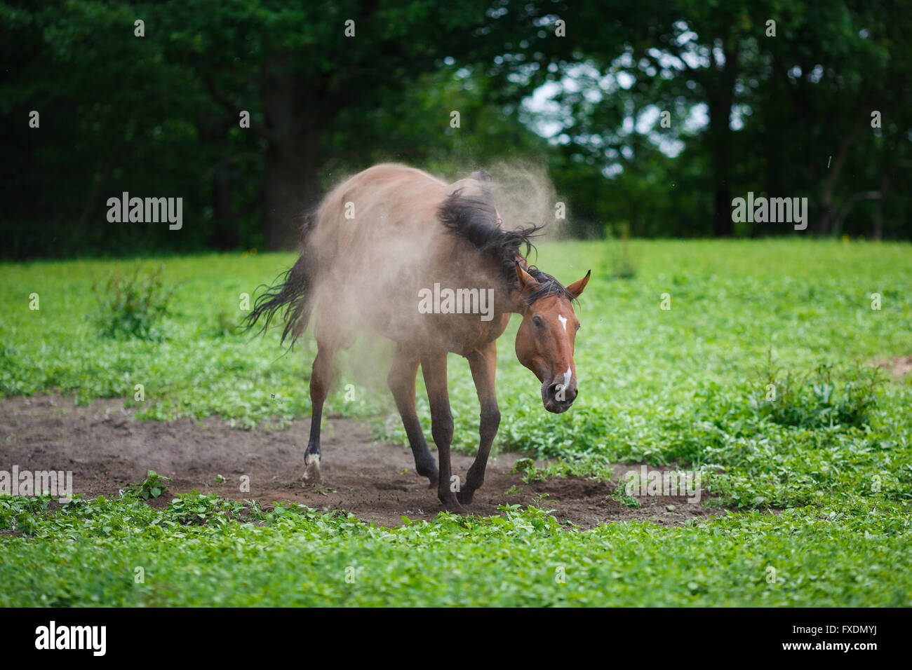 Cavalli sul prato in polvere in estate Foto Stock