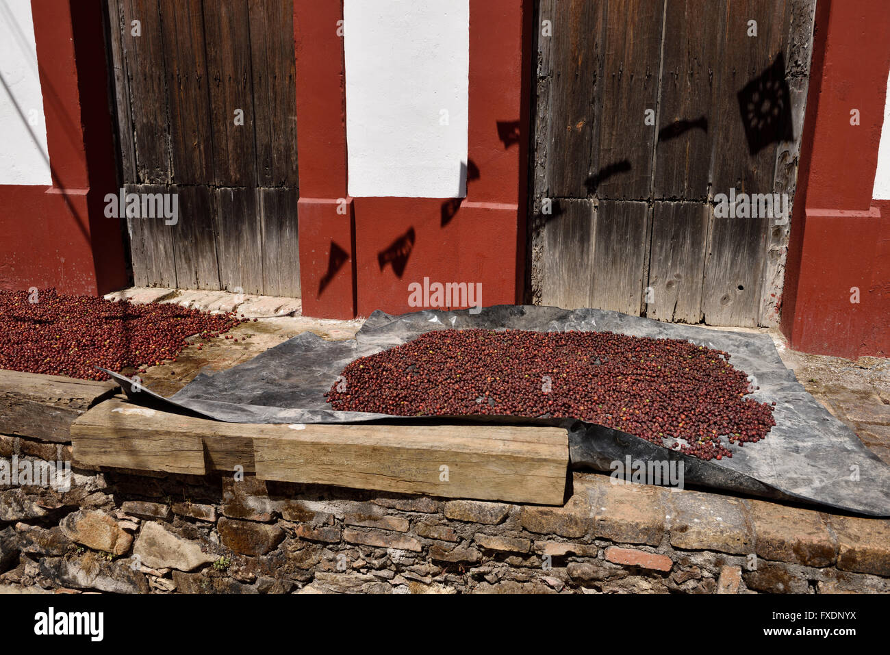 Appena raccolte arabica rosse bacche di caffè essiccamento al sole nel centro storico di San Sebastian Messico Foto Stock