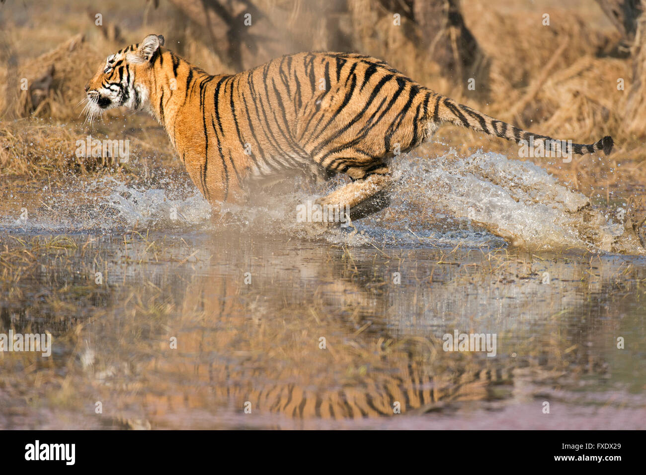 Wild tigre del Bengala o Indian Tiger (Panthera tigris tigris) carica attraverso le acque di un lago, Ranthambhore National Park Foto Stock