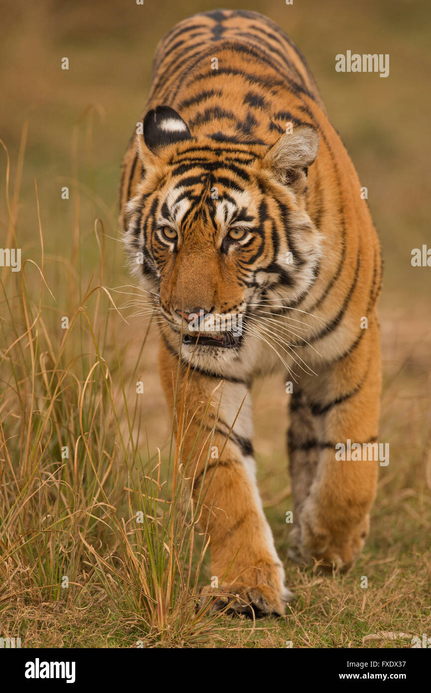 Wild tigre del Bengala o Indian Tiger (Panthera tigris tigris) stalking attraverso erba secca, Ranthambhore National Park, Rajasthan Foto Stock