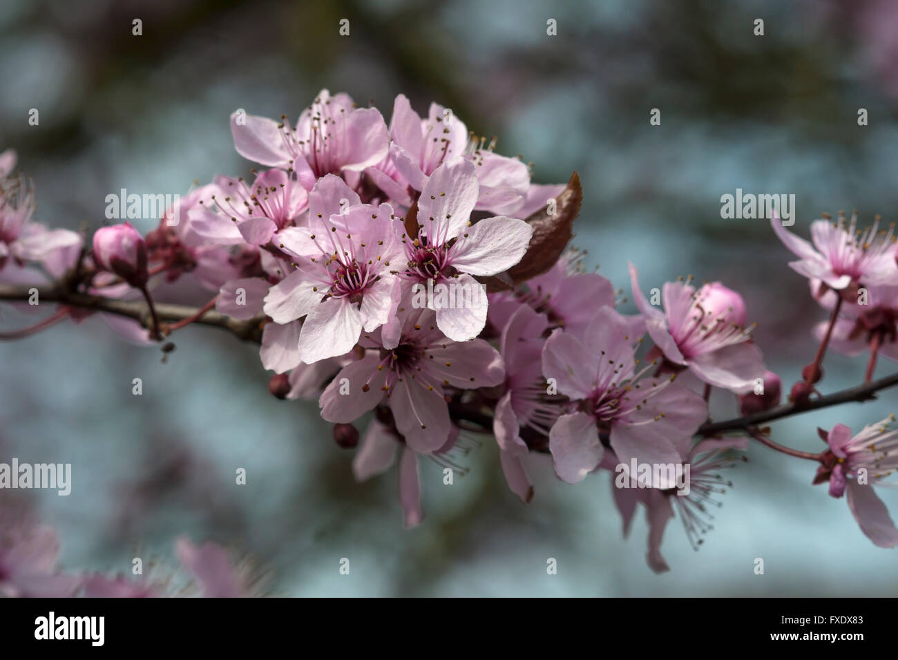 Black cherry plum (Prunus cerasifera Nigra), ramoscello con fiori, Baviera, Germania Foto Stock