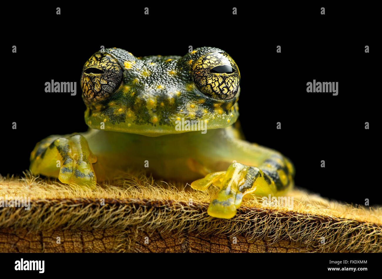 White-spotted Cochran Frog (Sachatamia albamoculata) seduta sulla foglia peloso, Choco foresta pluviale, Canande Fiume Riserva Naturale Foto Stock