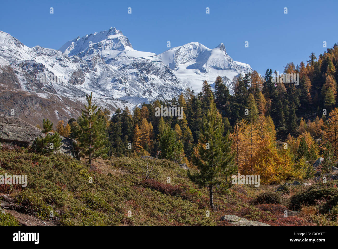Findelntal in autunno con nevoso e Rimpfischhorn Strahlhorn, Zermatt, Vallese, Svizzera Foto Stock