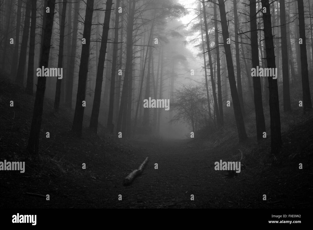 La nebbia in bianco e nero Woodland Foto Stock