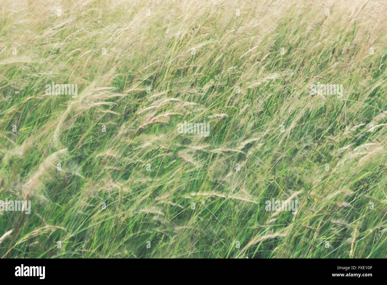 Fluente Erba di frumento in un campo di esposizione lunga Foto Stock