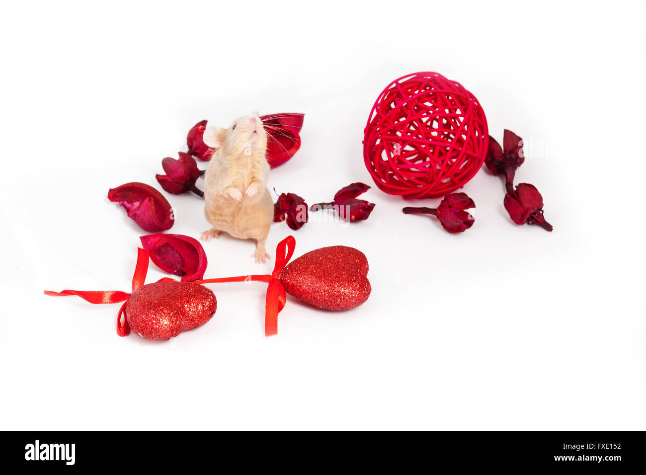 Incantevole golden mouse seduta sulle zampe posteriori in mezzo secco fiori rosso lucido e cuori decorativi. Il giorno di San Valentino. Foto Stock