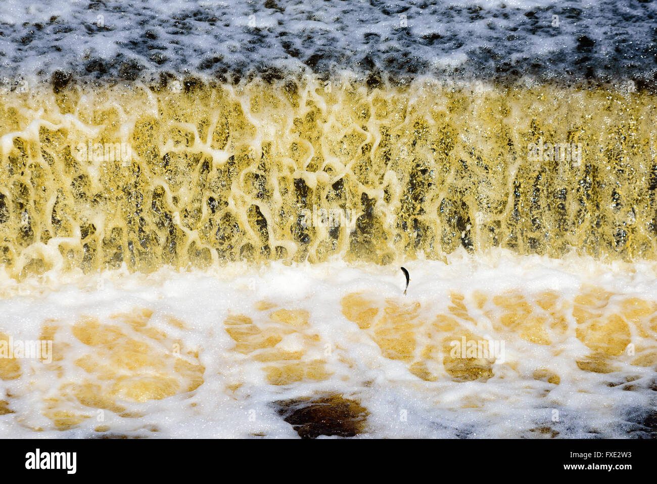 Pesci piccoli salti in corrispondenza di una cascata artificiale a valle da un serbatoio di acqua in Lyckeby, Svezia. Foto Stock