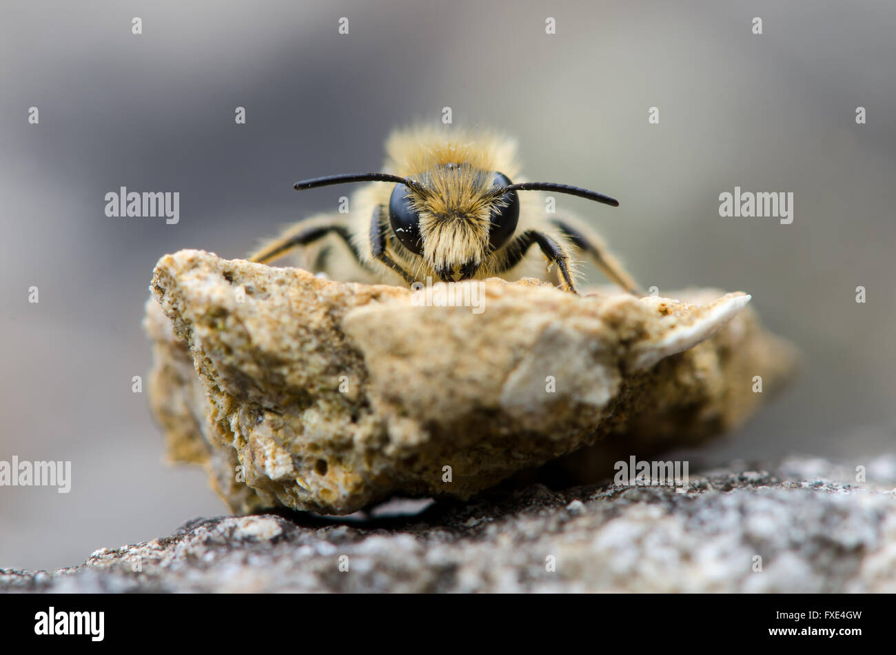 Ape solitaria a testa alta. Un ape di data mining nell'ordine imenotteri, famiglia Apiaceae, mostrando i peli sulla faccia e mandibole Foto Stock