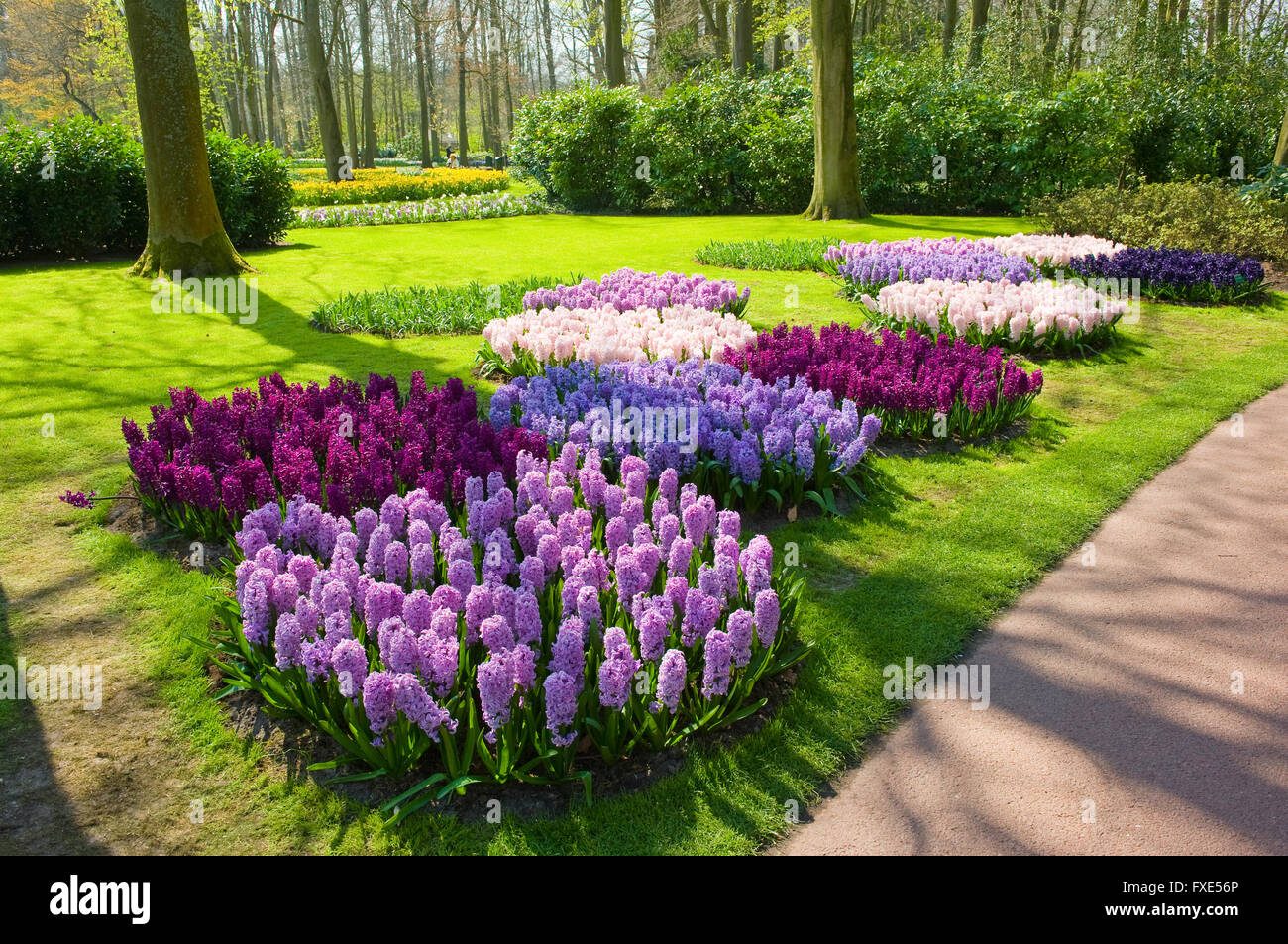 Il Keukenhof è un famoso giardino floreale che viene visitato da milioni di turisti provenienti da tutto il mondo. Esso è aperto solo per s Foto Stock