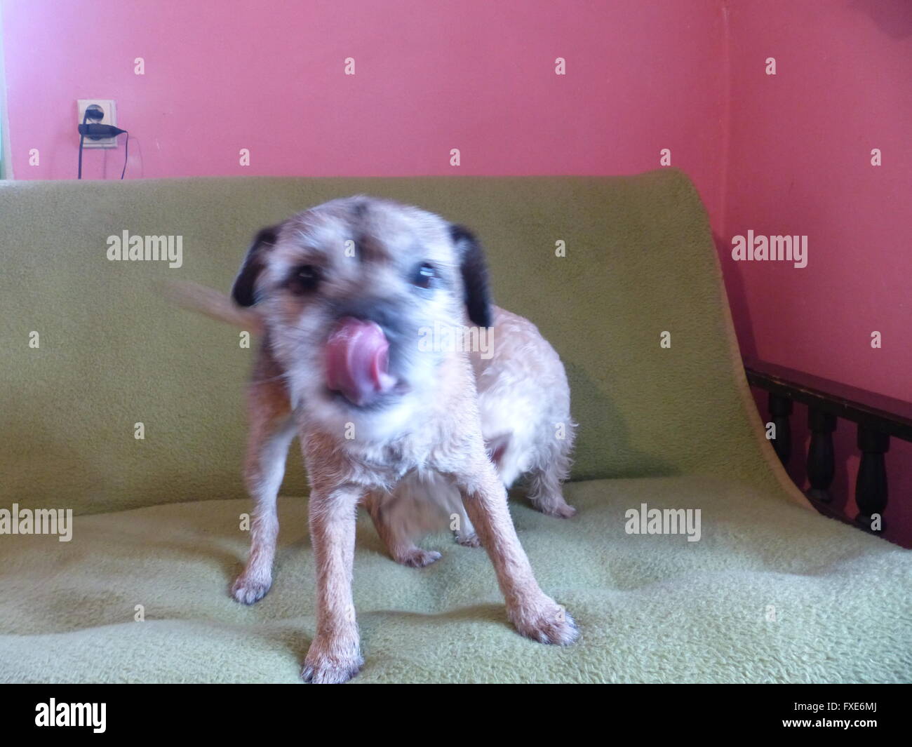 Border terrier attaccare fuori la sua lingua Foto Stock