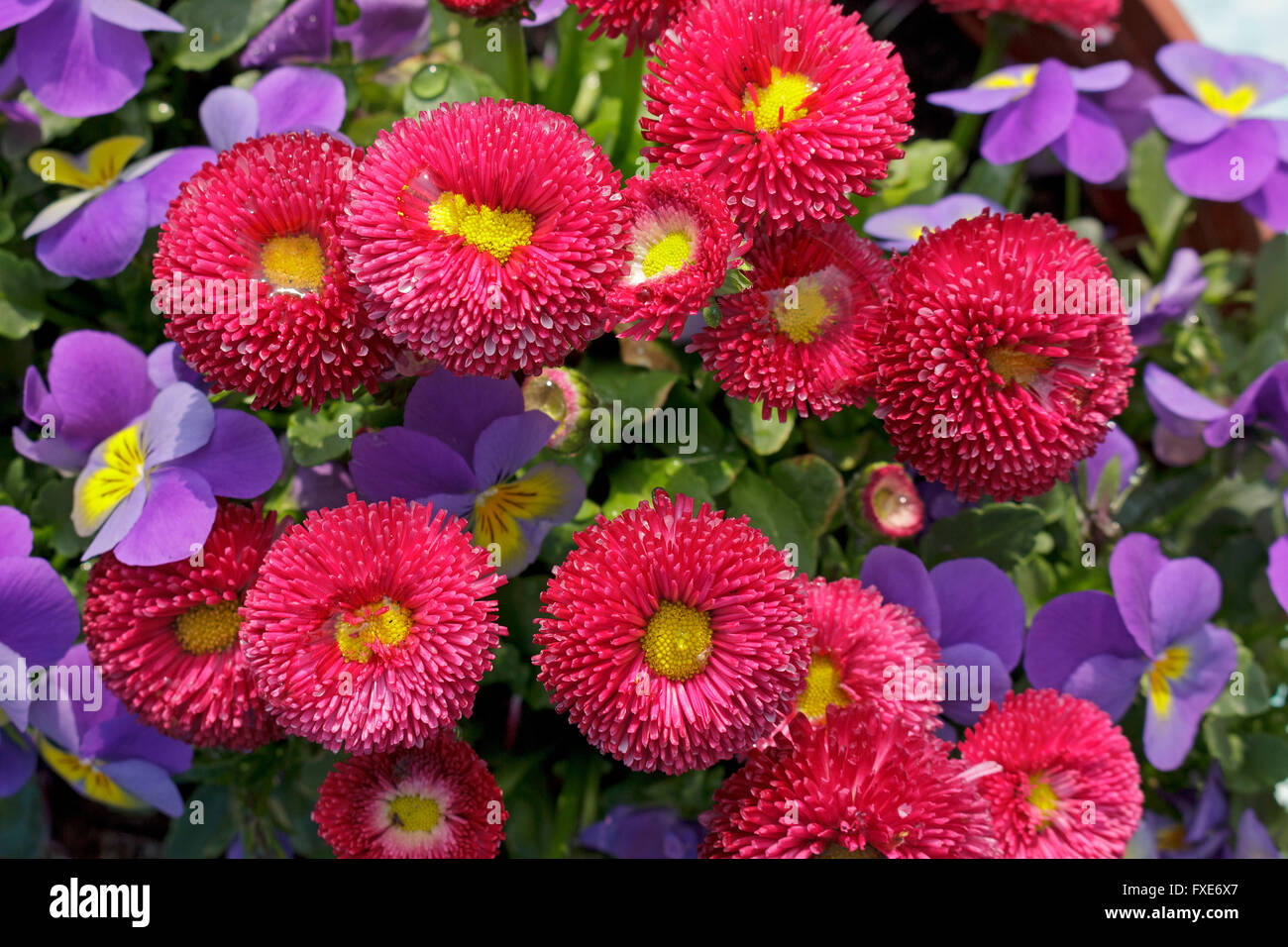 Red Bellis e cornuta viola mammola Foto Stock