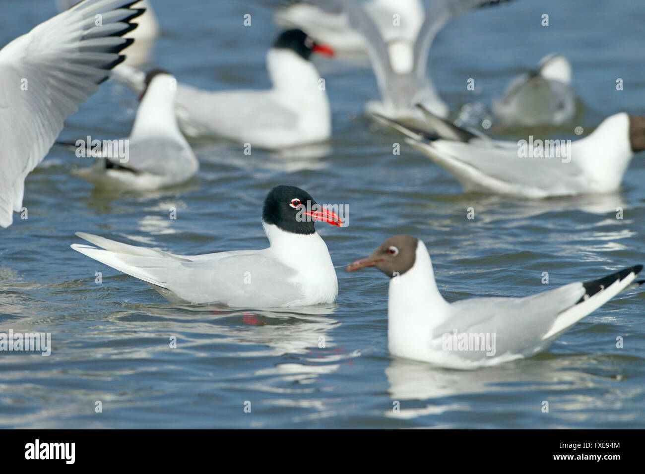 Gabbiano mediterraneo Larus melanocephalus alimentazione con testa nera Gabbiani molla Foto Stock