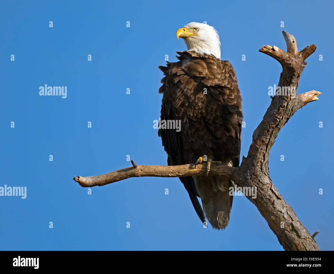 Aquila calva seduto su un albero morto il ramo Foto Stock