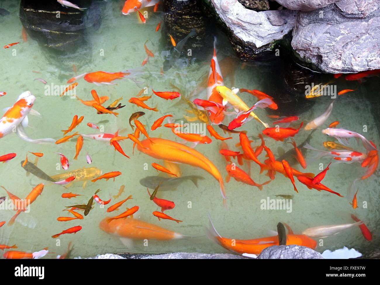 Pesci rossi -  - Tutto per un laghetto naturale