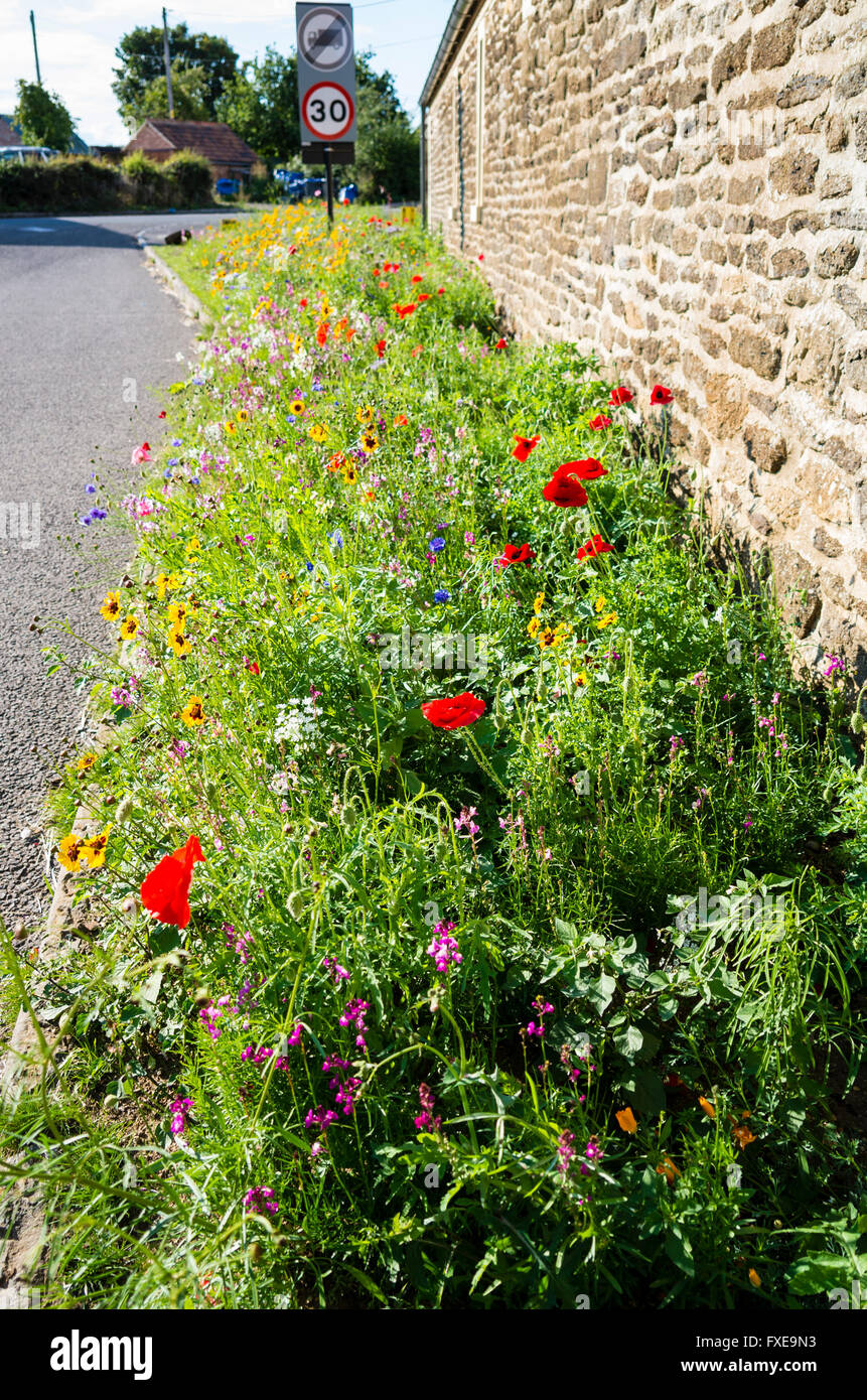 Piantato fiori selvatici sulla frangia di un villaggio lane nel Wiltshire compresi papaveri e cornflowers Foto Stock
