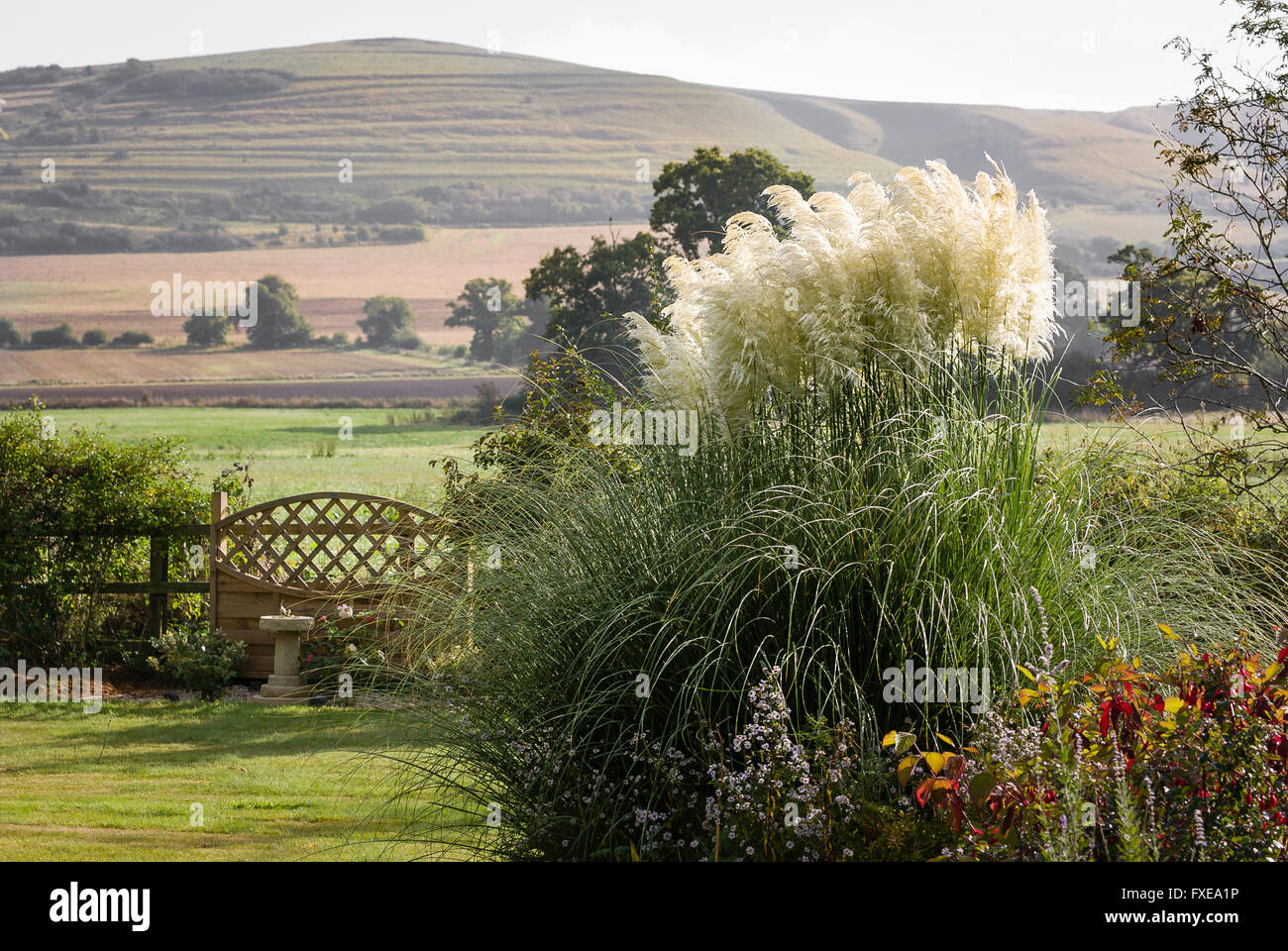 Un paese di lingua inglese giardino con una matura pampas erba perenne fioritura in estate Foto Stock