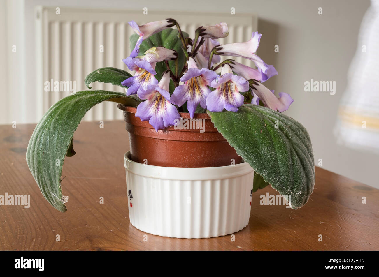 Primulina pianta di casa in fiore in ambienti interni in aprile Foto Stock