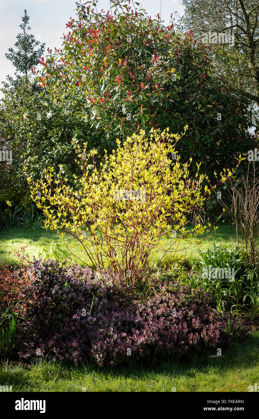 Una interessante combinazione di colore e forma in un giardino inglese in primavera. Cornus Westonbirt HEBE e Photinia Red Robin Foto Stock