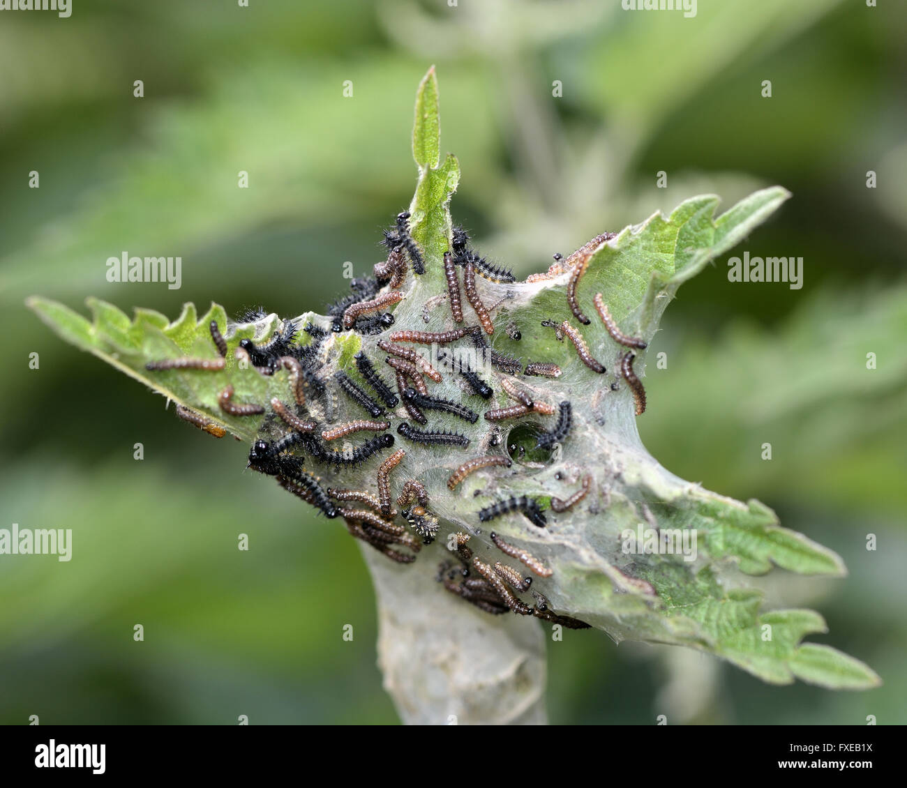 Farfalla pavone (Aglais io) early instar bruchi. Un gran numero di piccole larve nella famiglia Nymphalidae in un sito web Foto Stock
